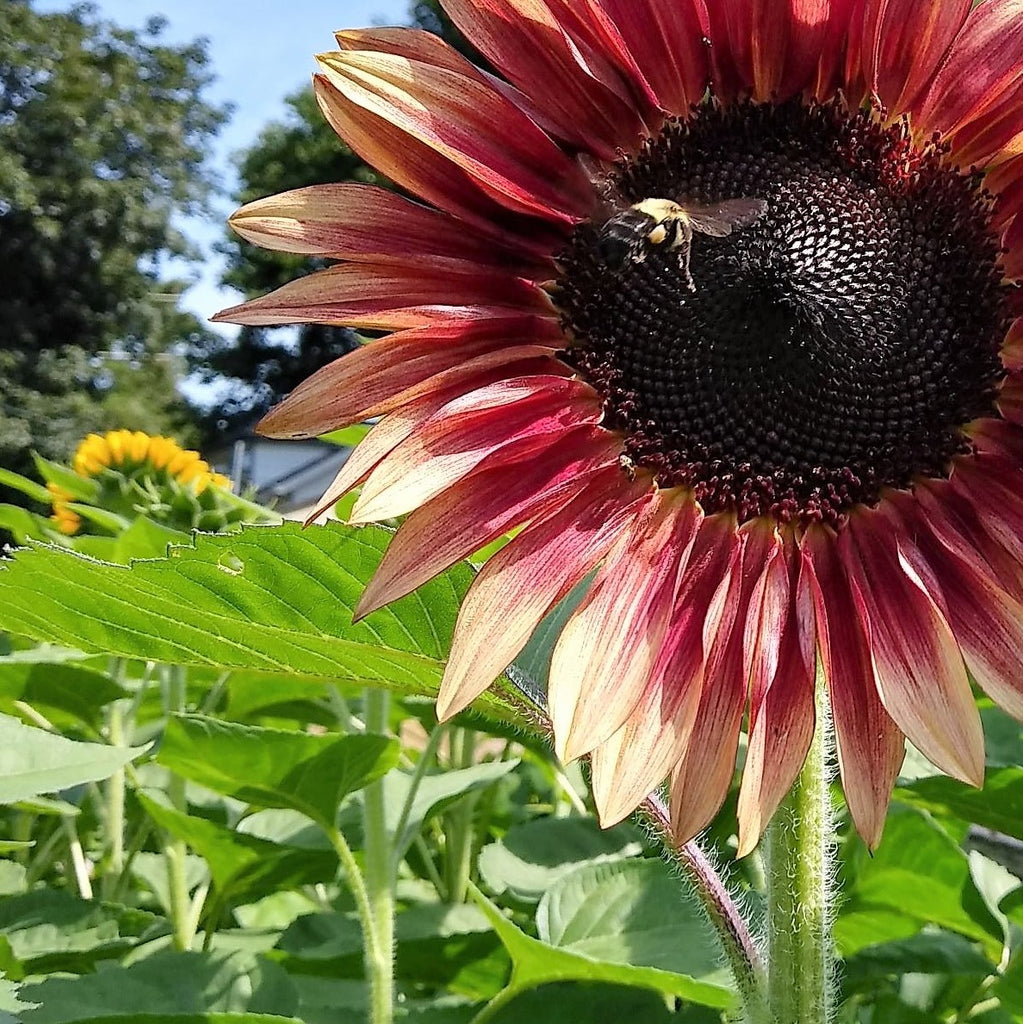 What do sunflowers, bees and snowmen have in common?